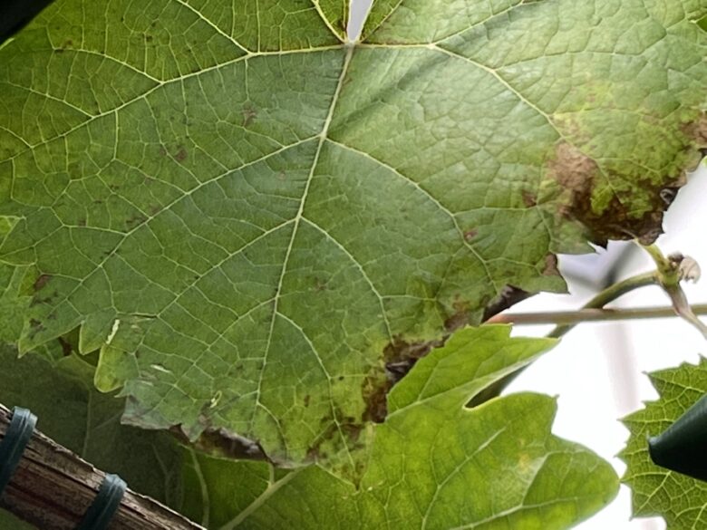 シャインマスカットの葉　チャノキイロアザミウマの被害
